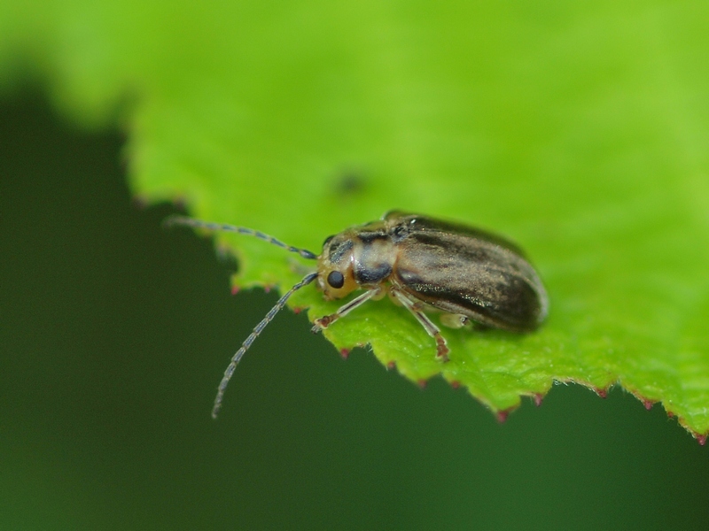 Chrysomelidae